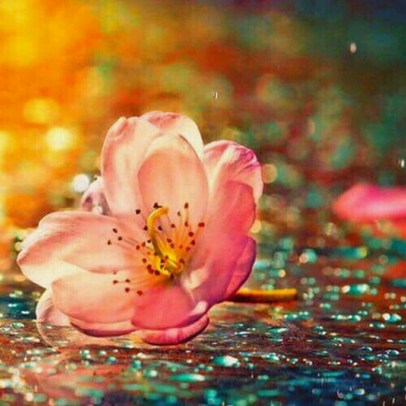 Meet your Posher, Kathy - Picture 1 of 1